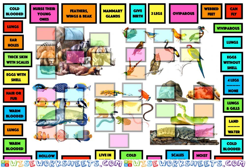 Vertebrate characteristics