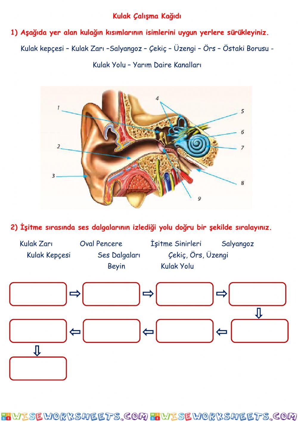 Kulak Yapısı ve İşitme