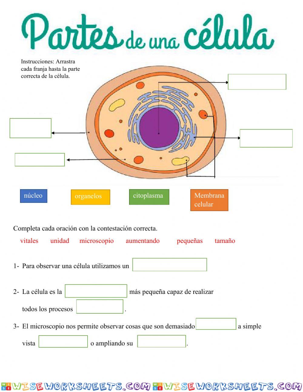 La célula