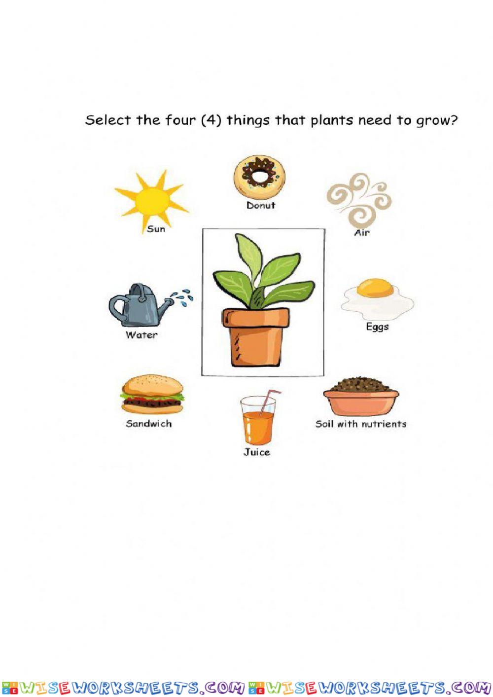 Things a plant needs to grow