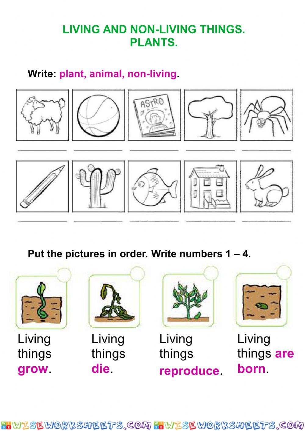 Living things and plants