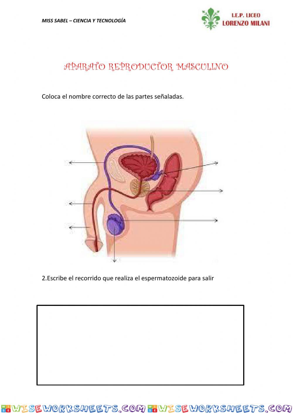 Aparato reproductor