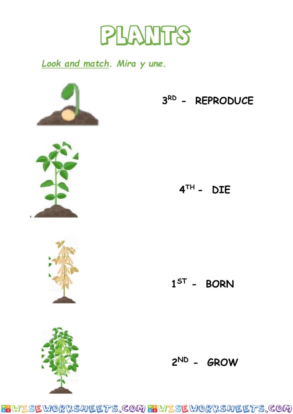 Ciclo de las plantas