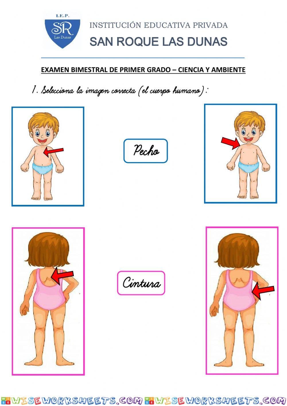 EXAMEN BIMESTRAL DE CIENCIA  - 1ro