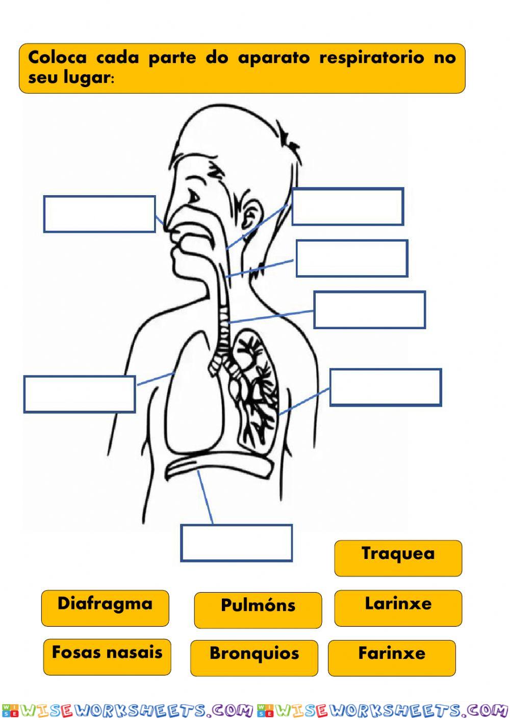 Aparato respiratorio