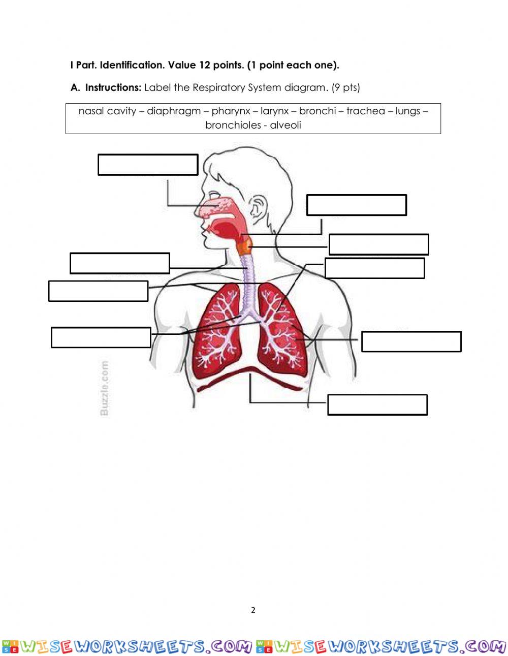 worksheet