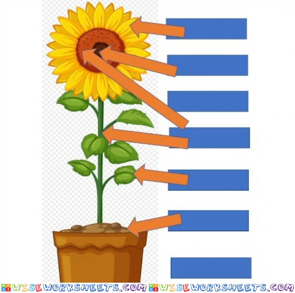 Parts of the plant