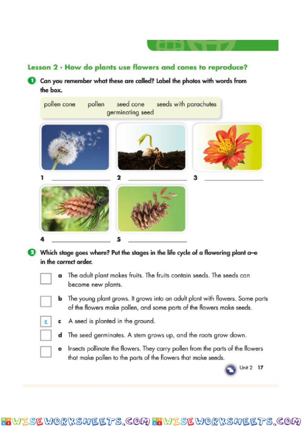 Lice Cycle of a Plant