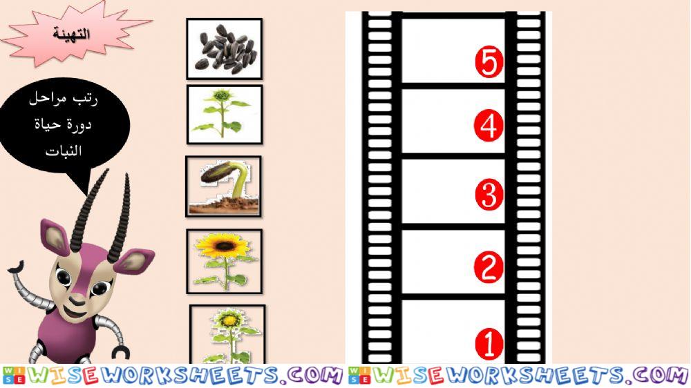 تهيئة اليوم 1 دورة النبات