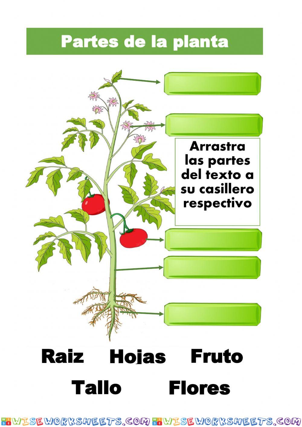 Partes de la planta