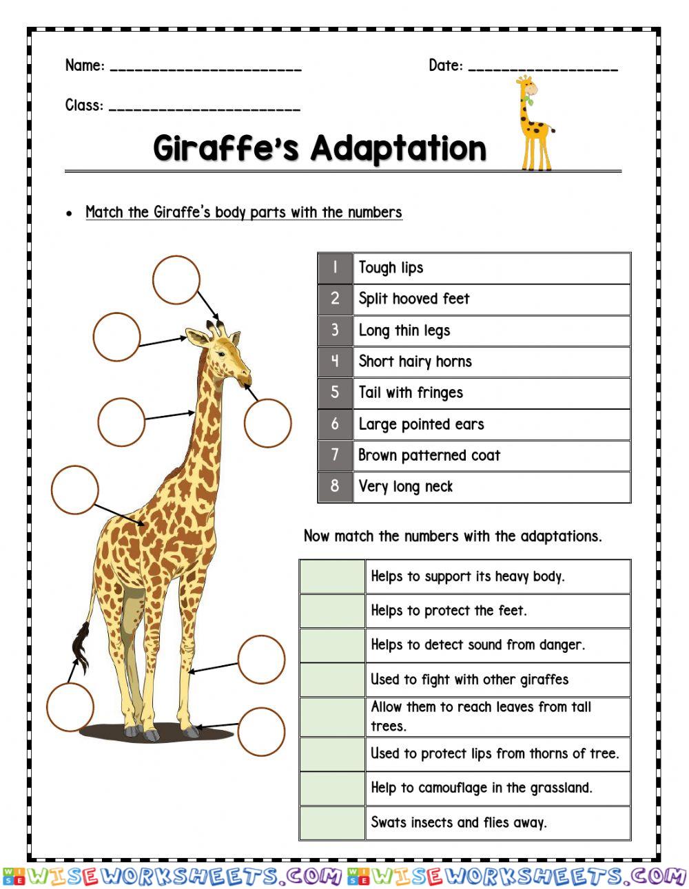 Giraffe's Adaptations