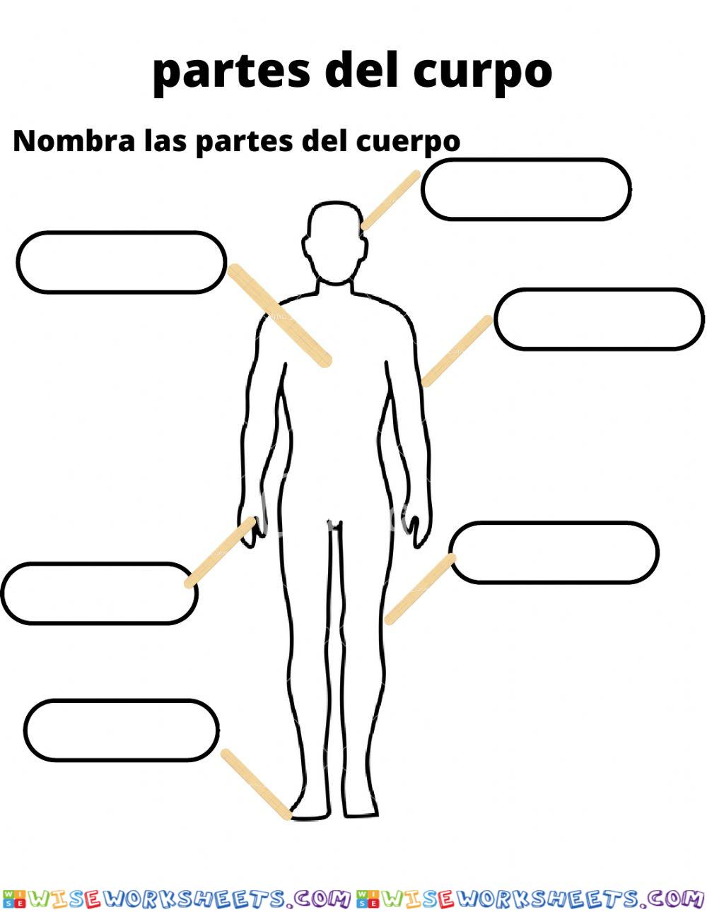 Partes del cuerpo