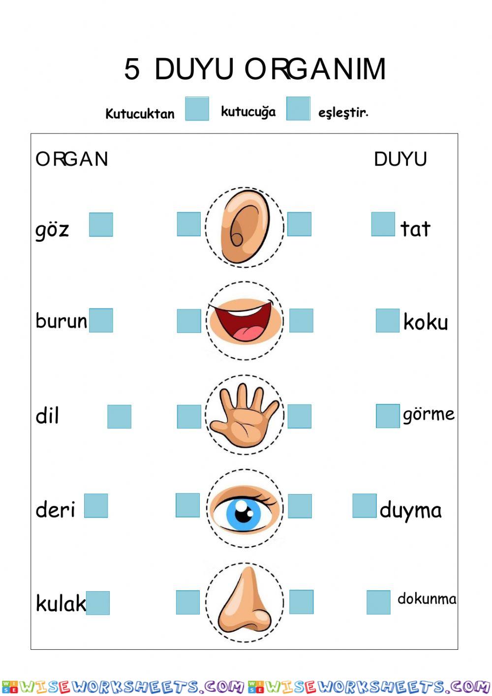 Duyu organları