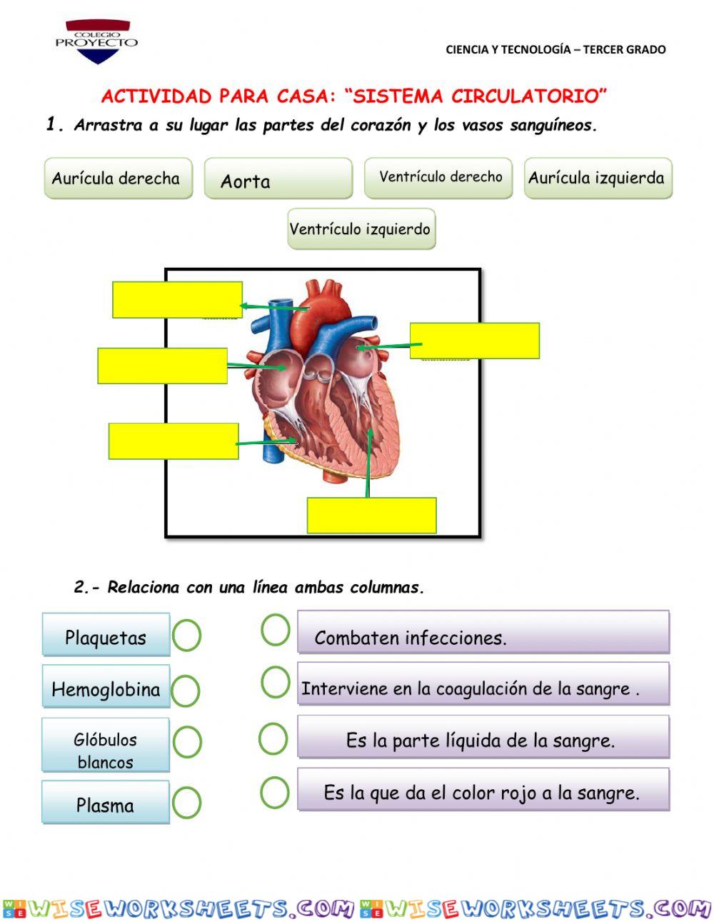 Sistema Circulatorio
