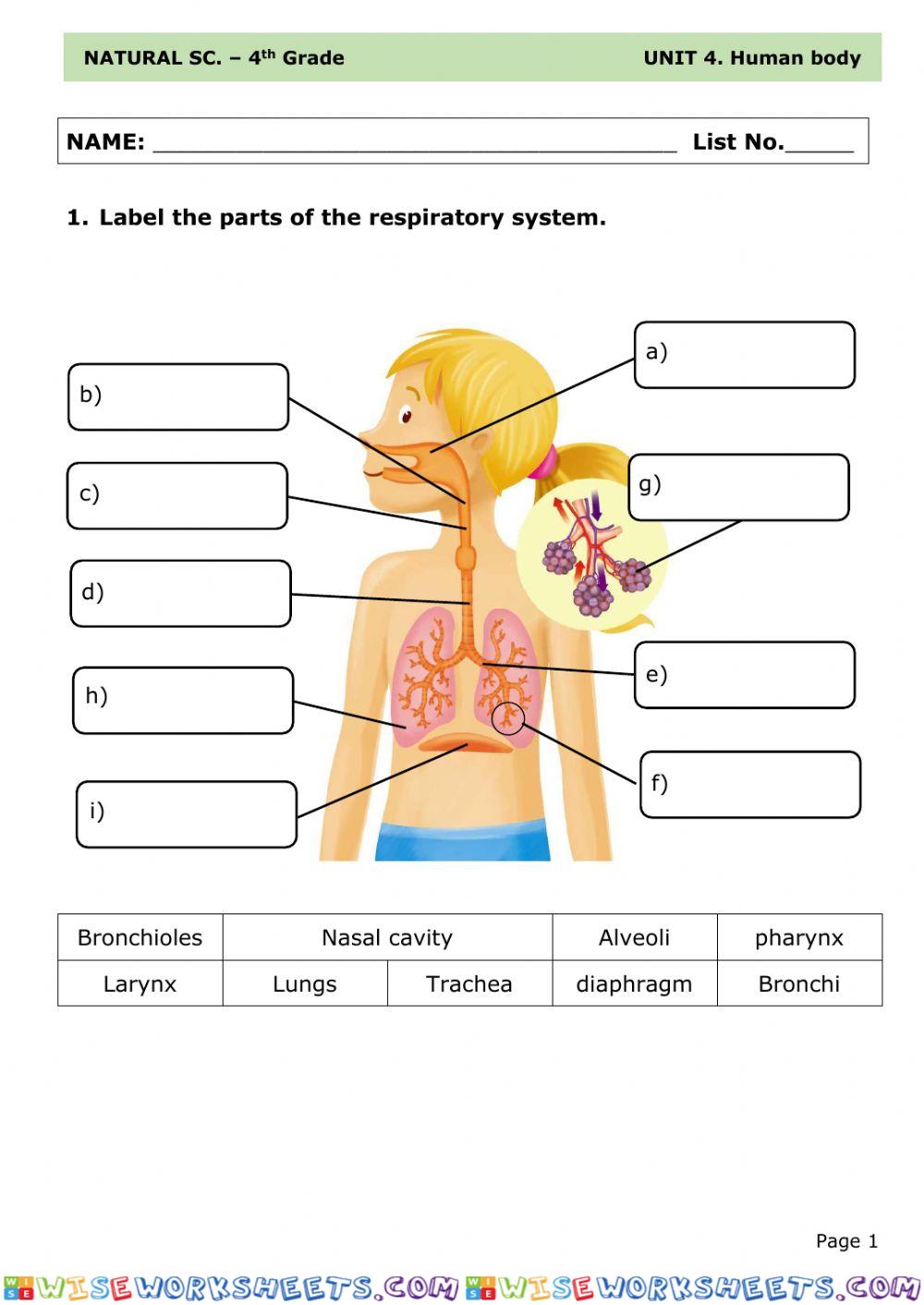 Respiratory system