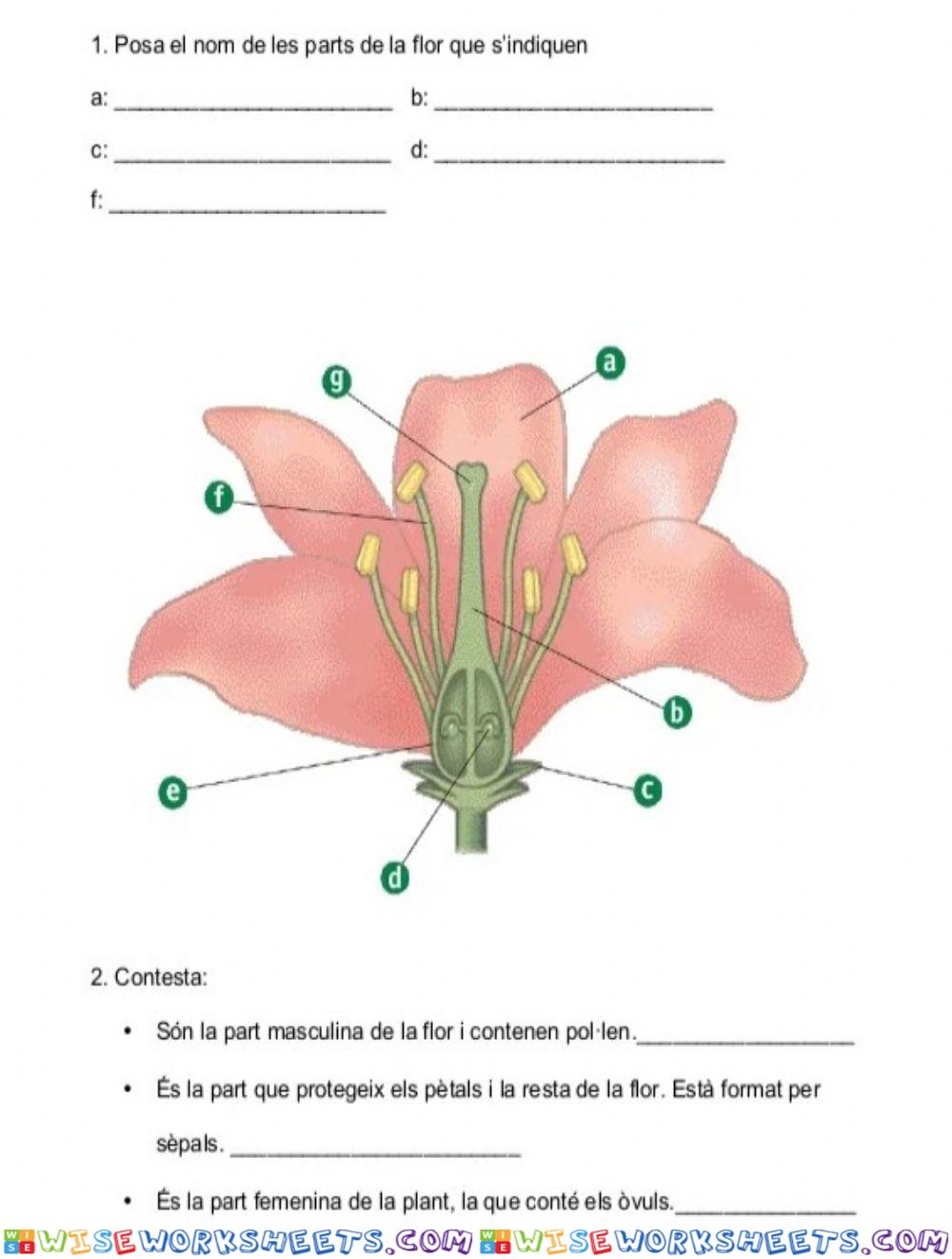 Parts de la flor