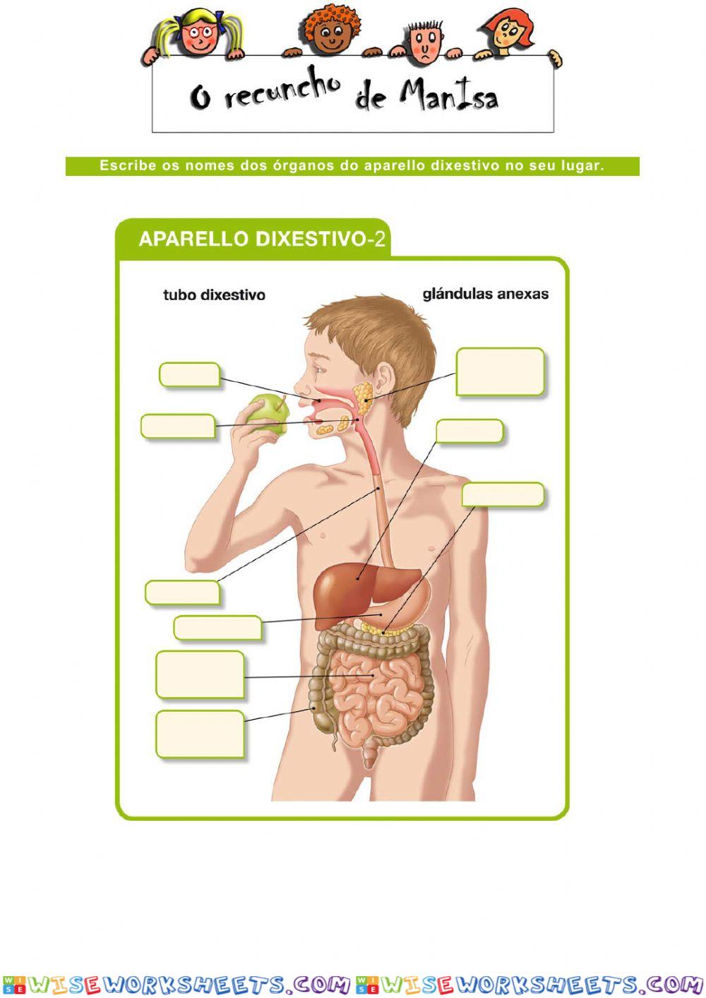 Aparello dixestivo 2