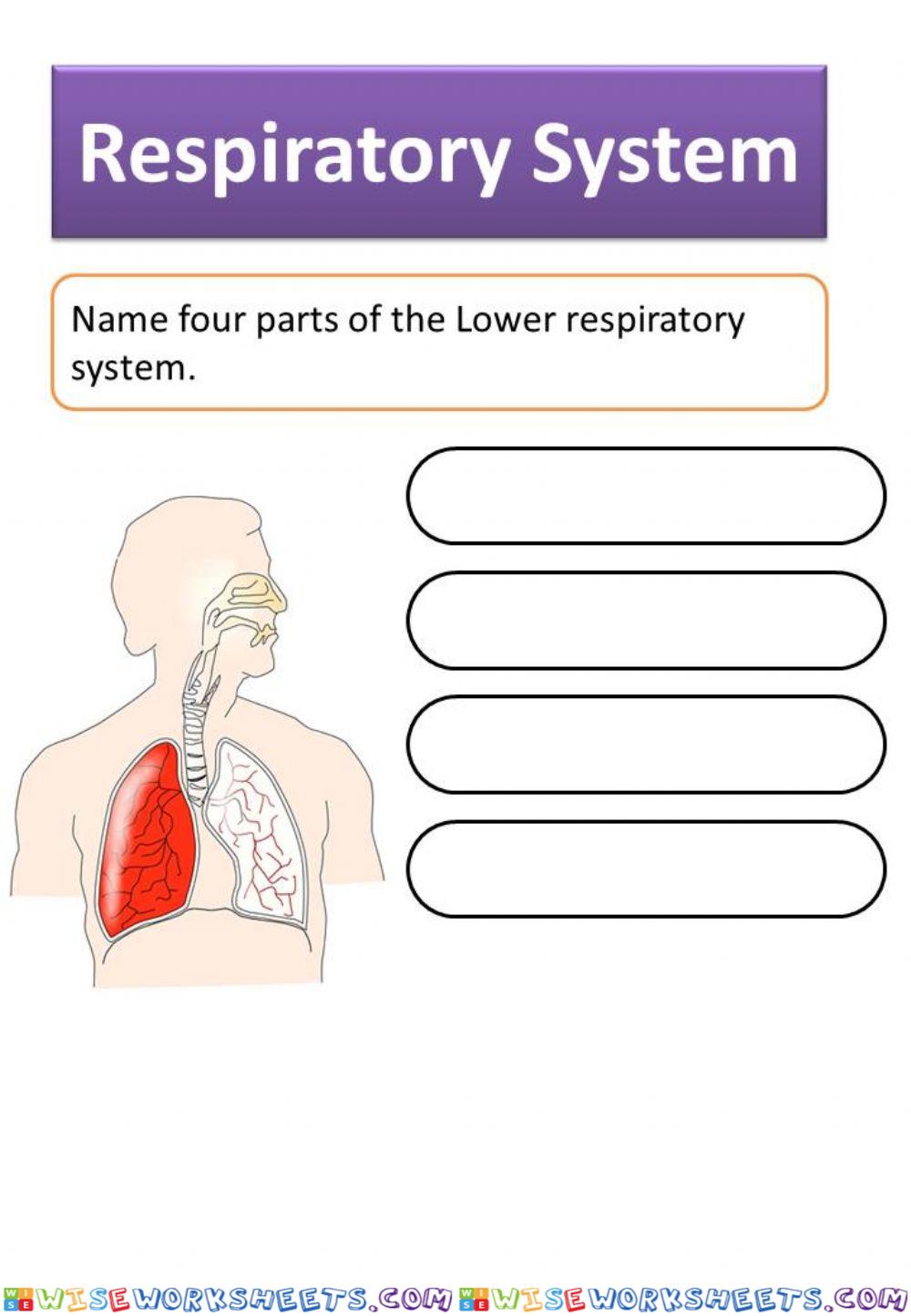 Respiratory System