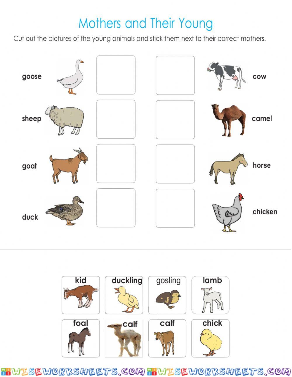 Animals and Their Offspring