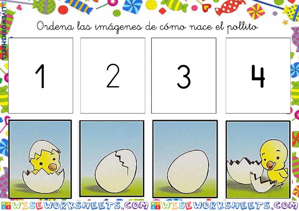 Ciclo nacimiento del pollito