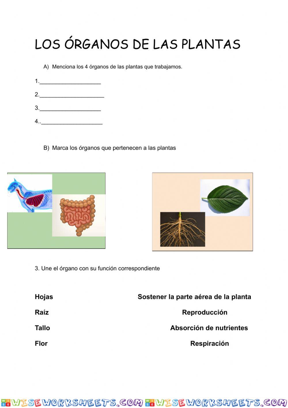 Los órganos de las plantas