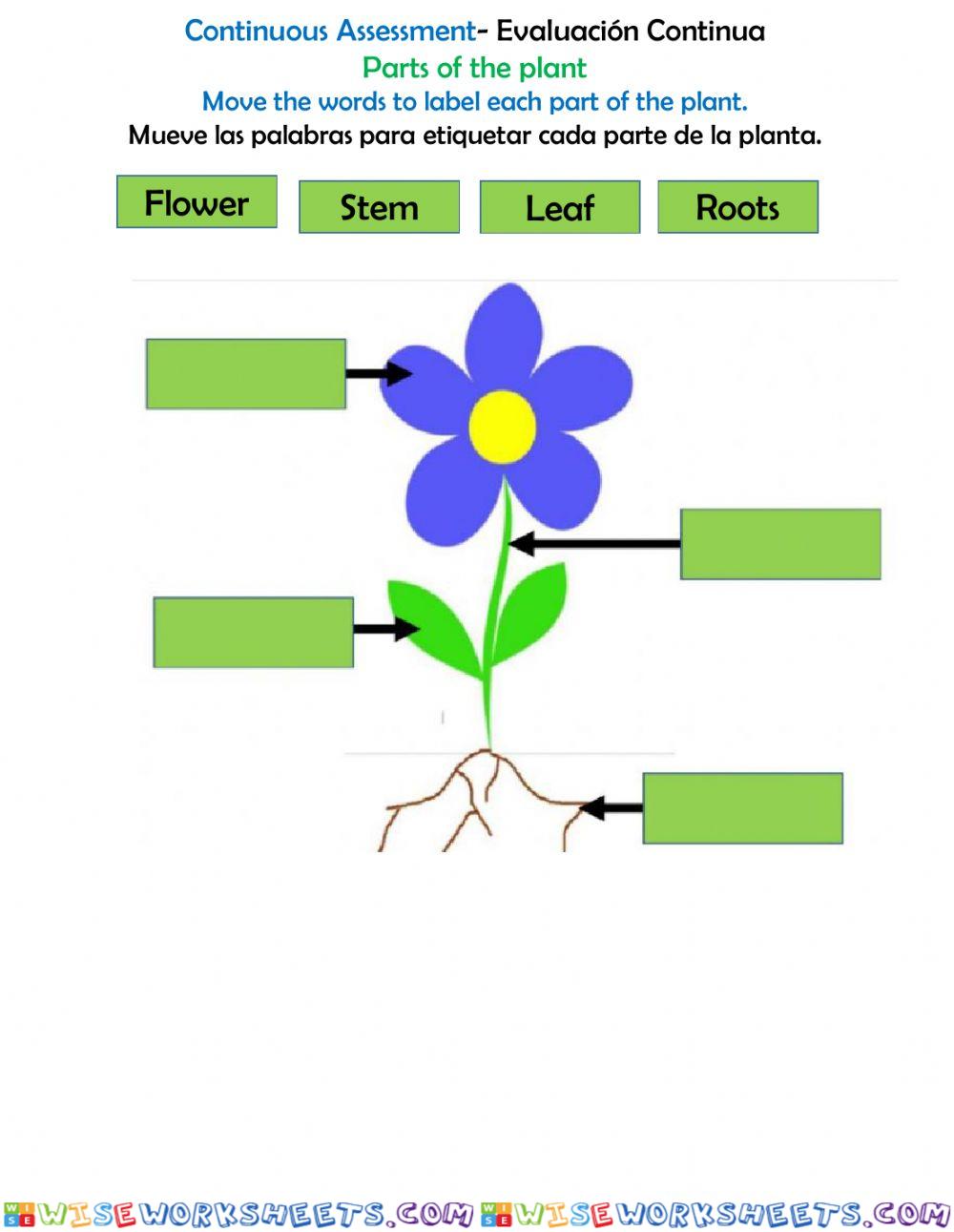 Parts of a plant