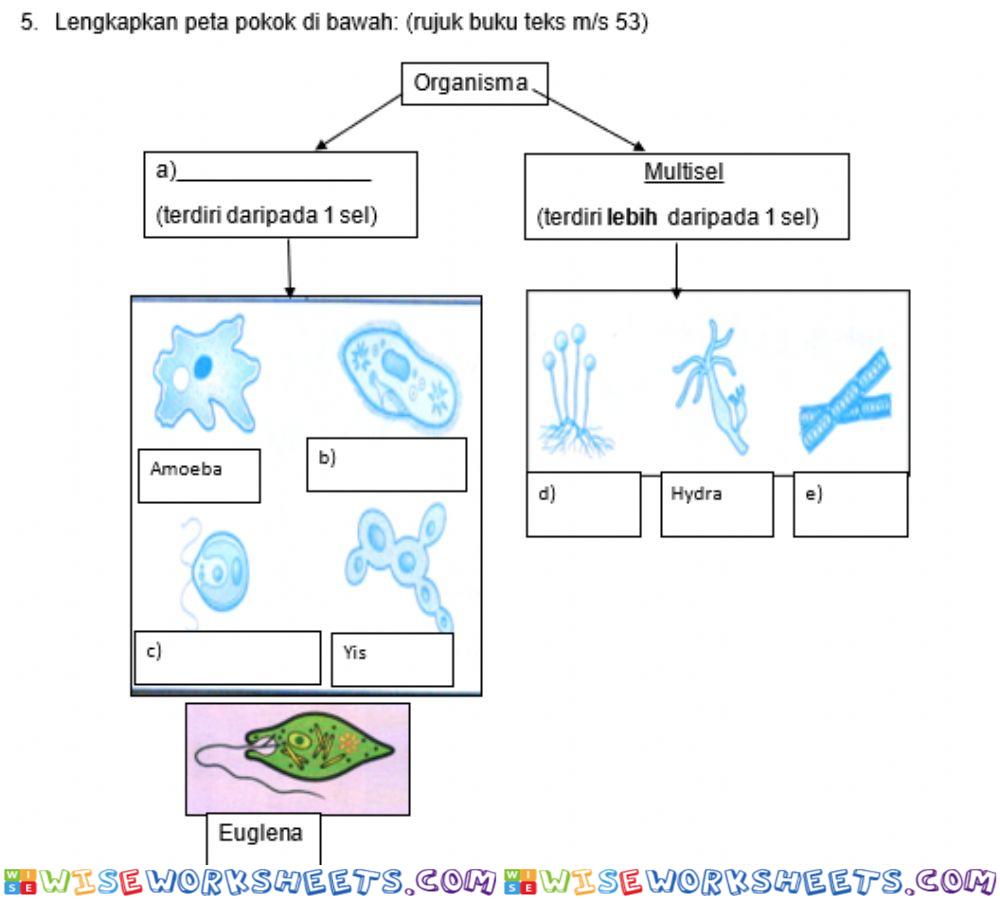Contoh organisma unisel dan multisel