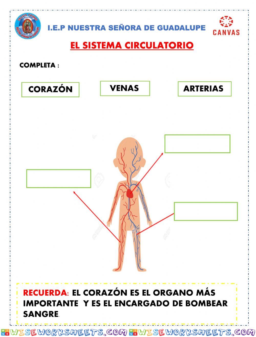 Sistema circulatorio