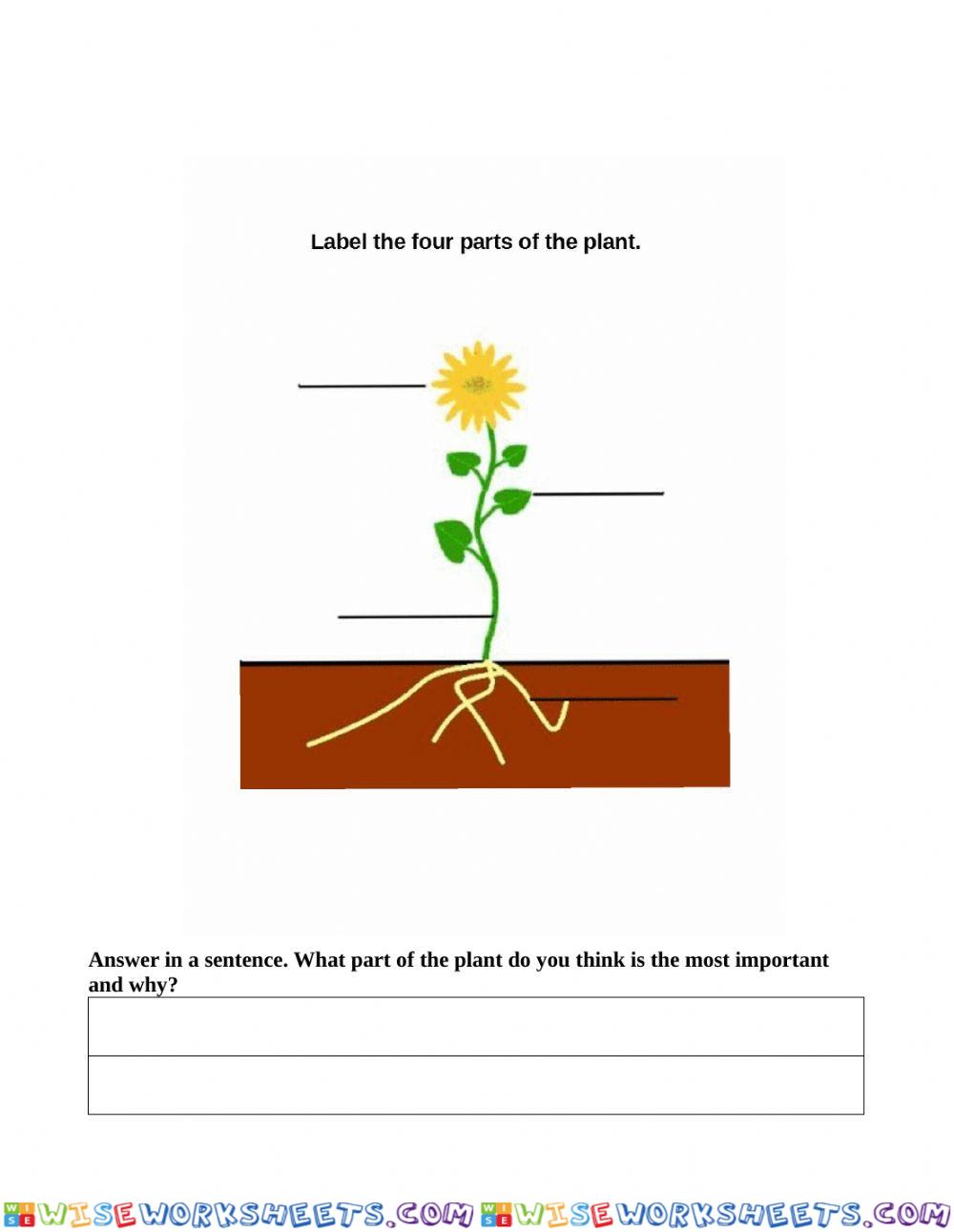 worksheet