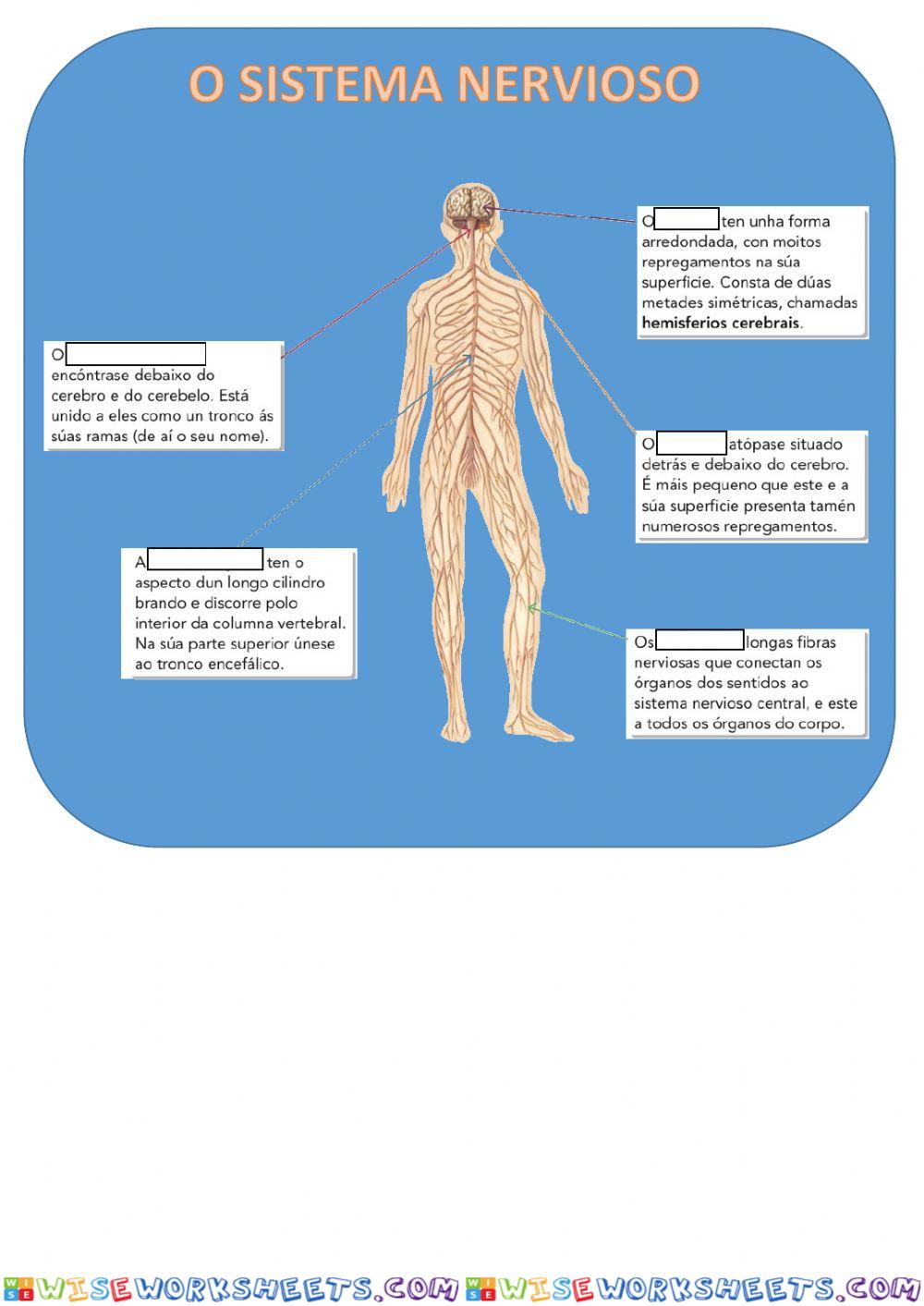 Sistema nerviosos