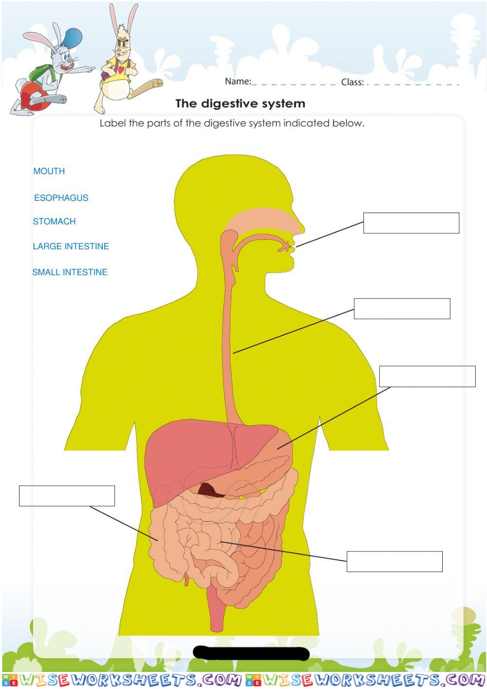 Digestive System