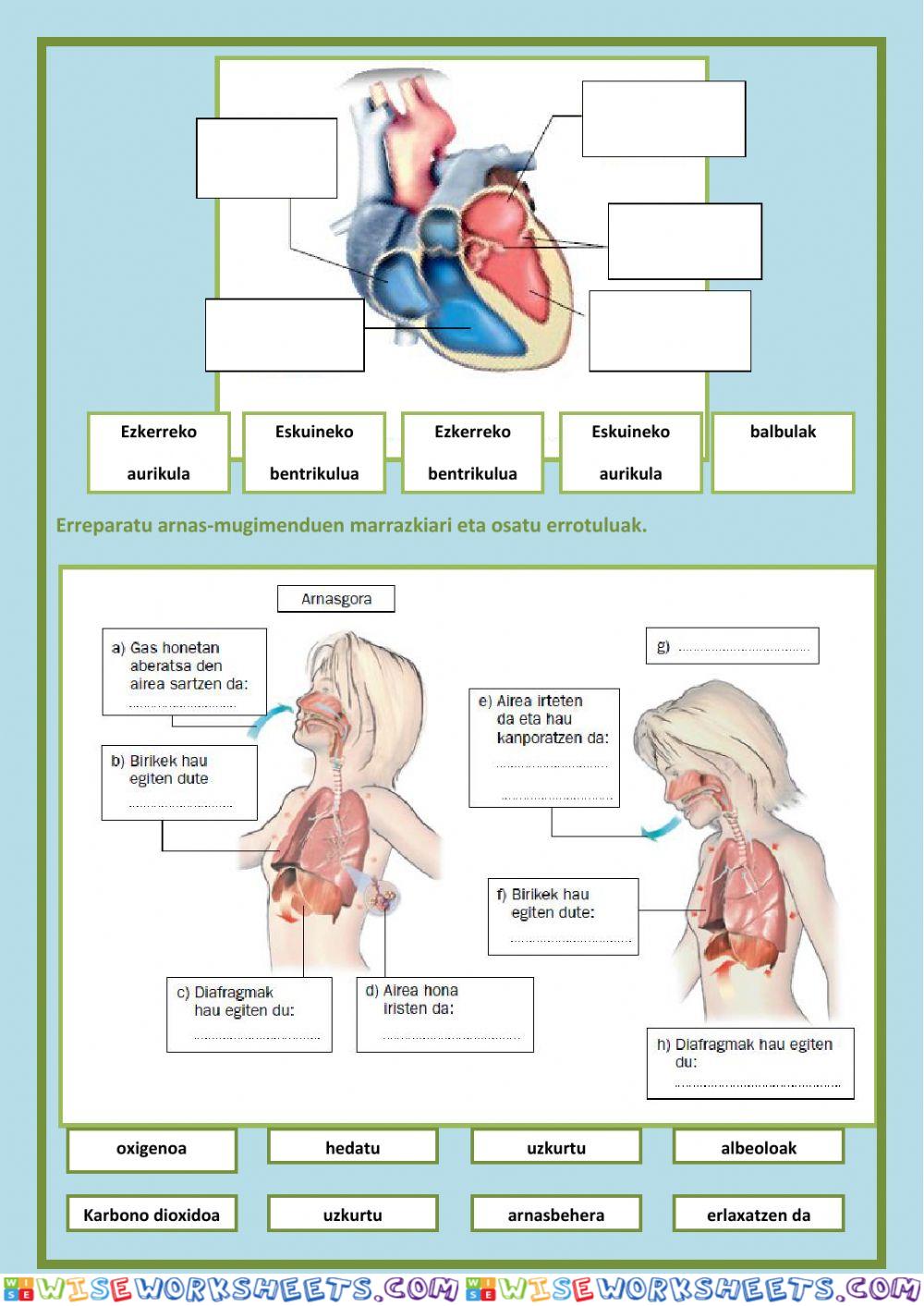 worksheet