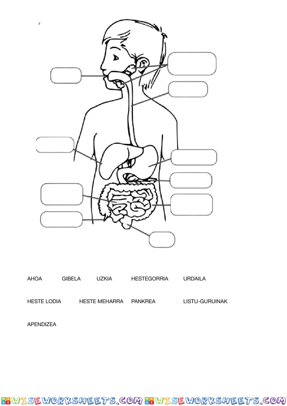 worksheet