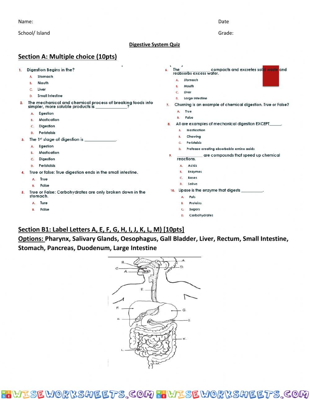 Digestive System Quiz