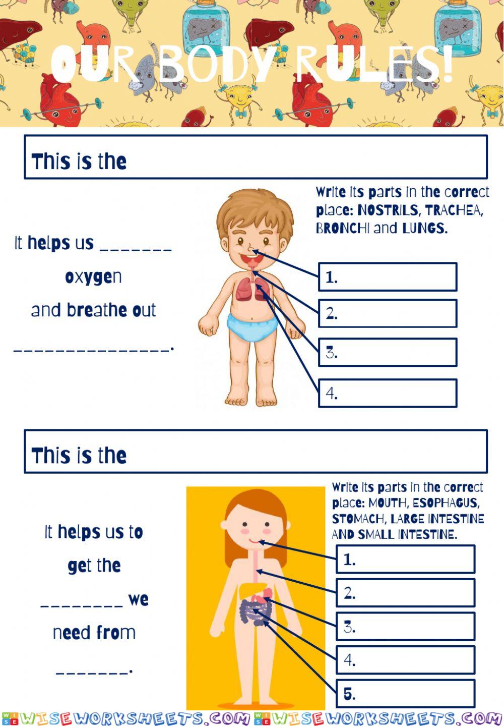 Our Body Rules