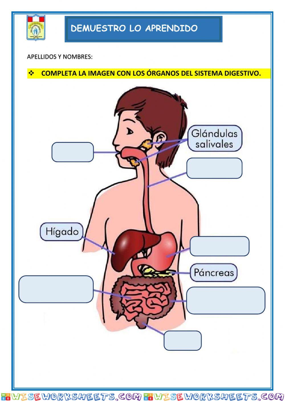 El Sistema Digestivo