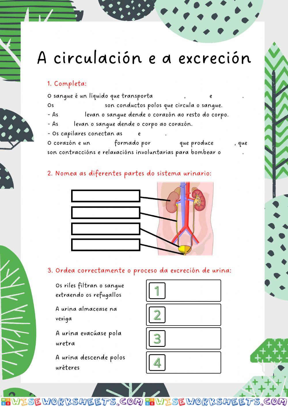 A Circulación e a Excreción