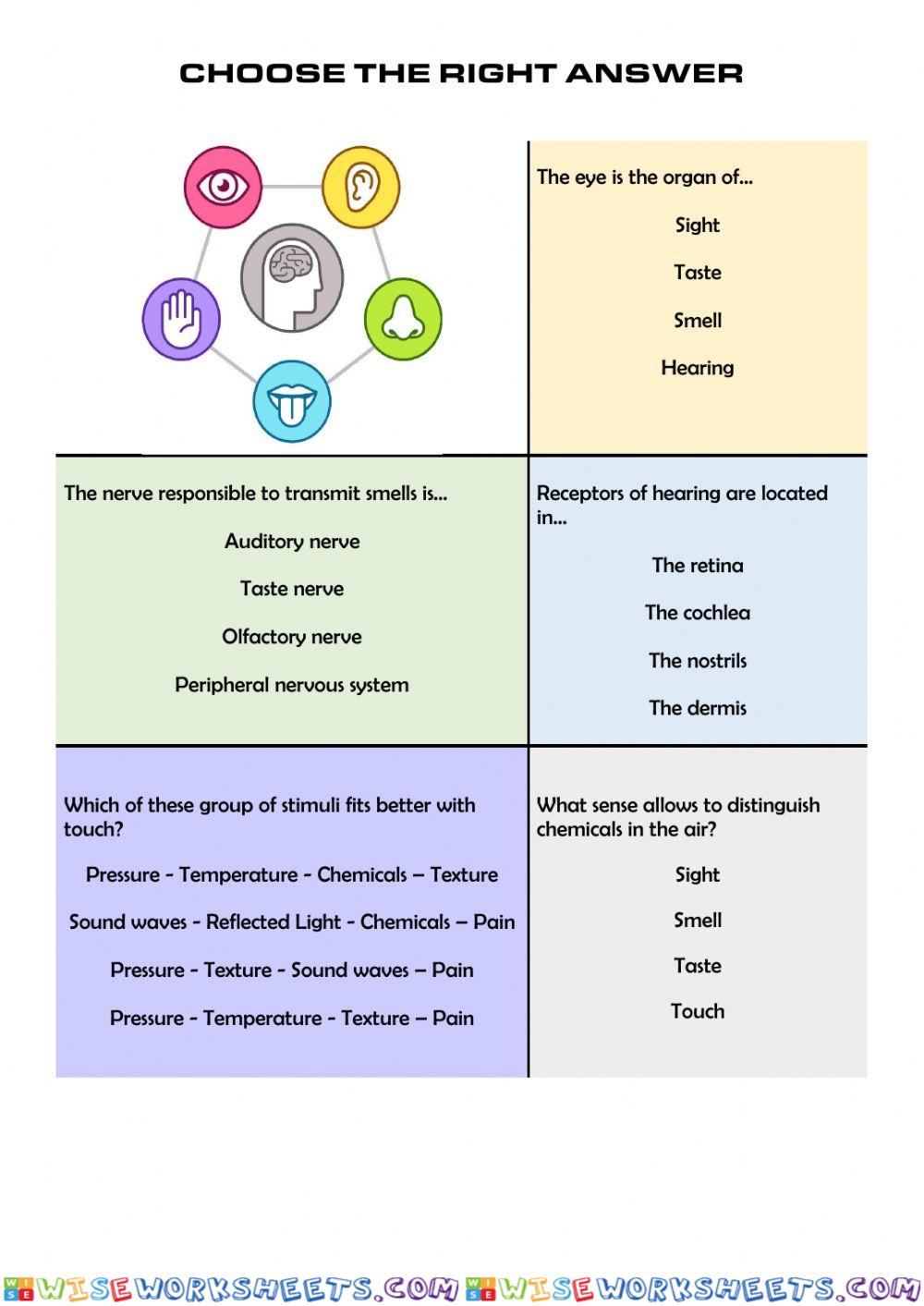 5 senses