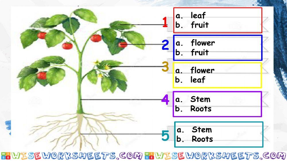 Parts of Plant