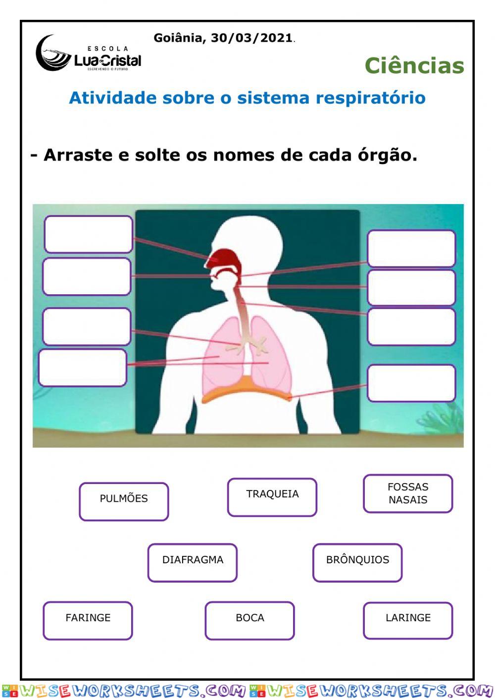 Ciências - Sistema respiratório