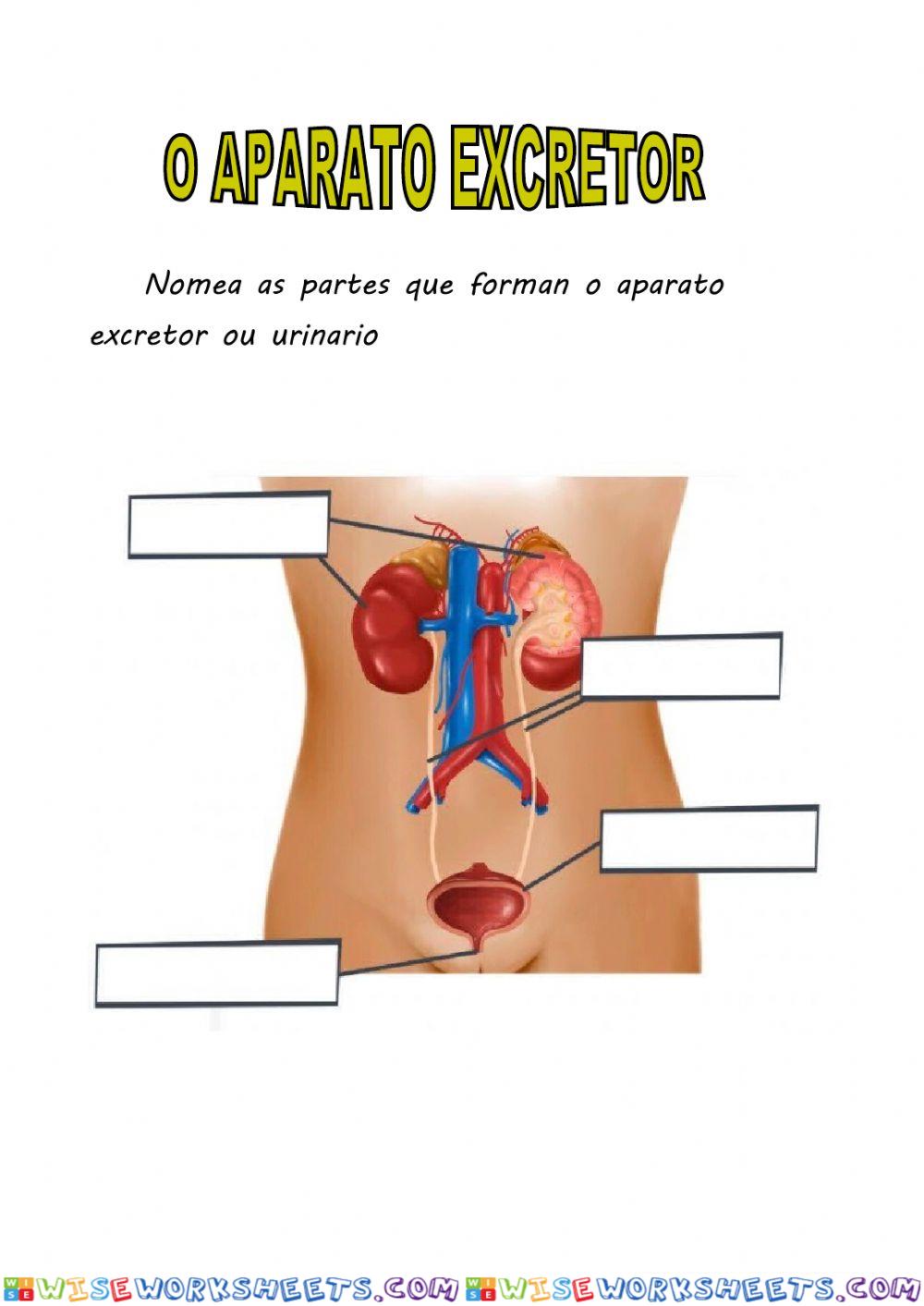 O aparato excretor