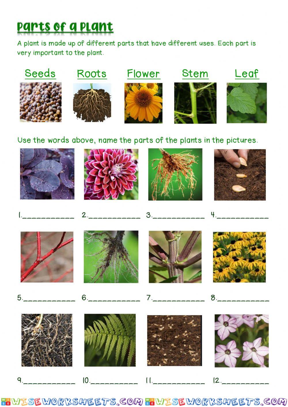 worksheet