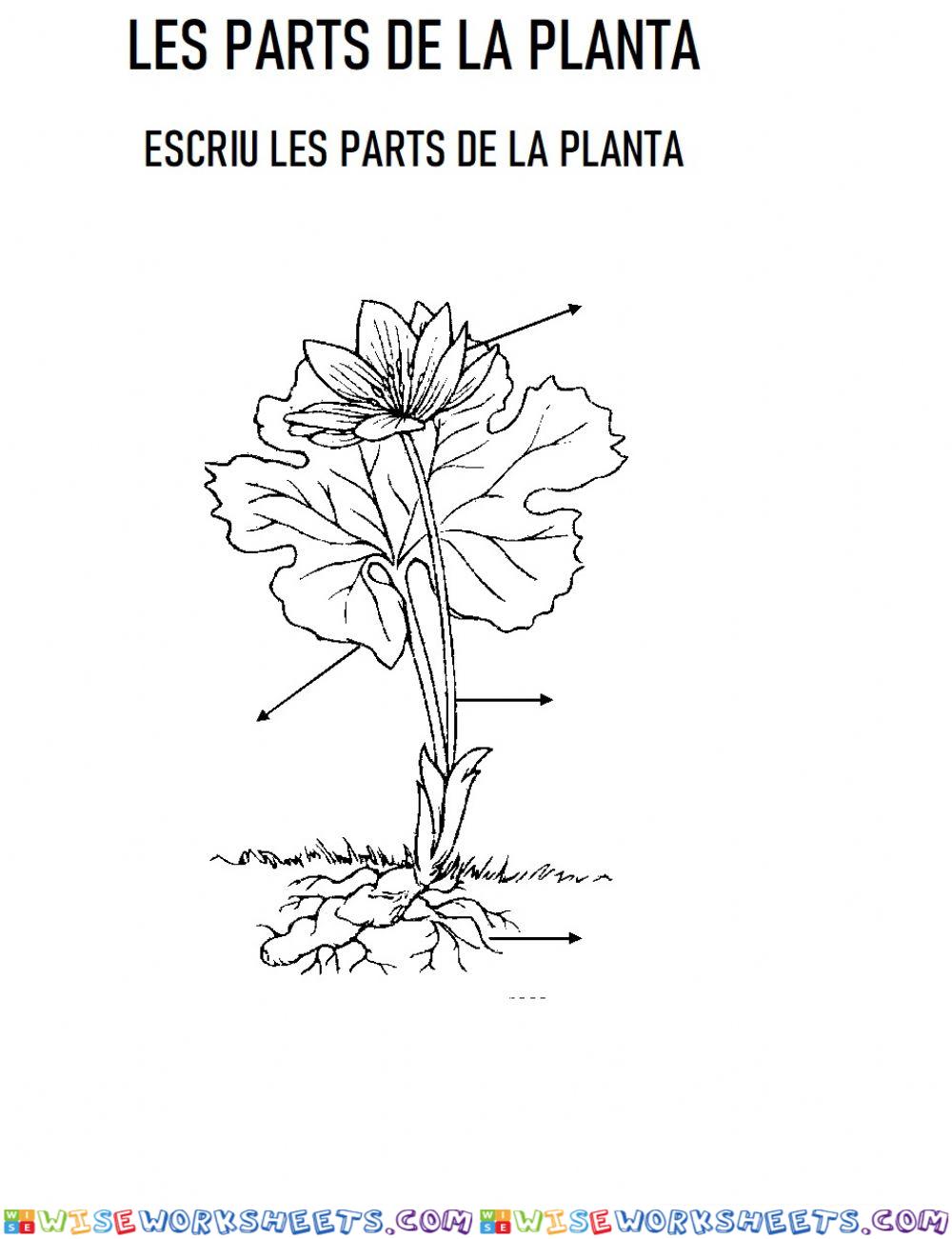 Parts de la planta