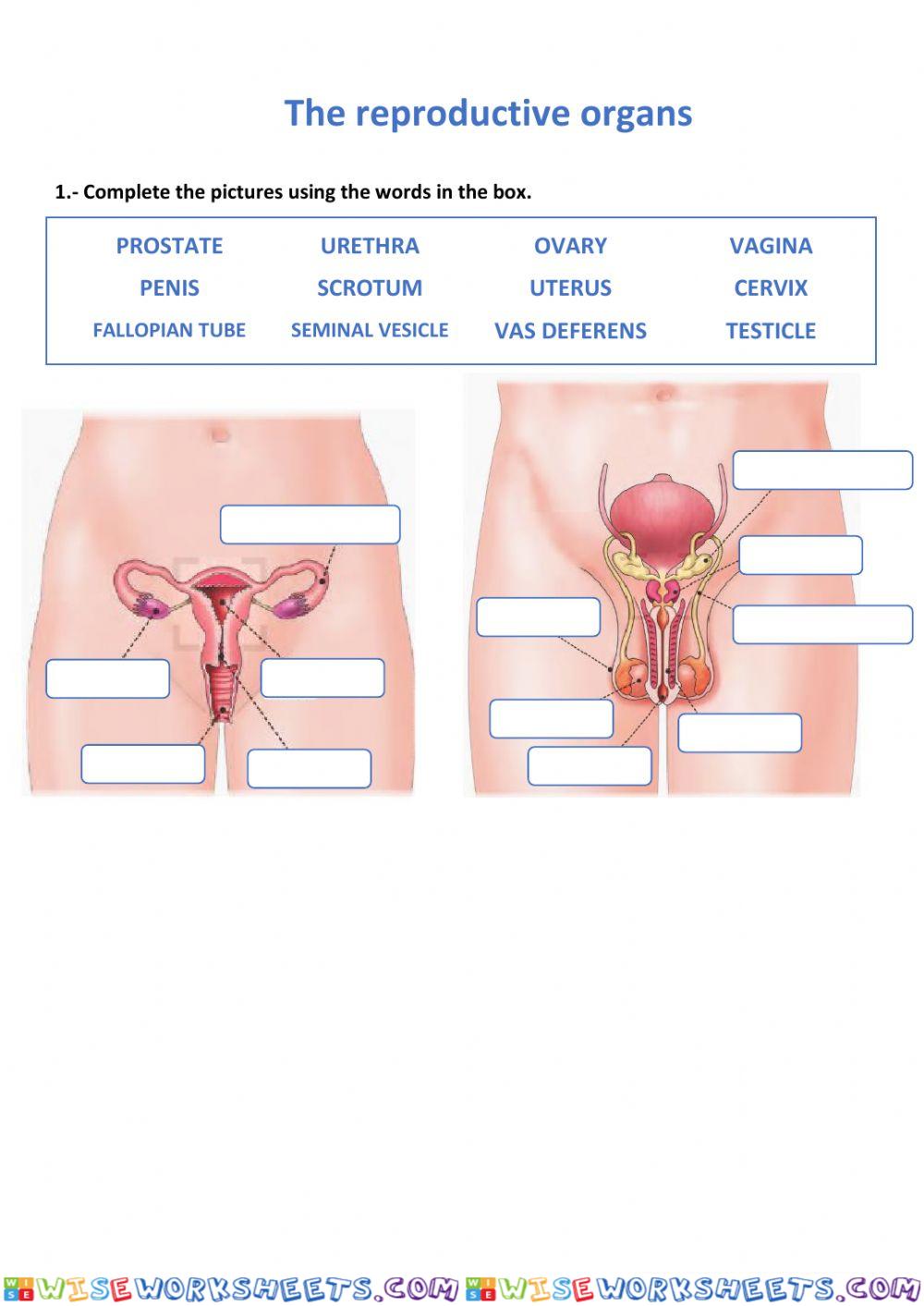 The reproductive organs