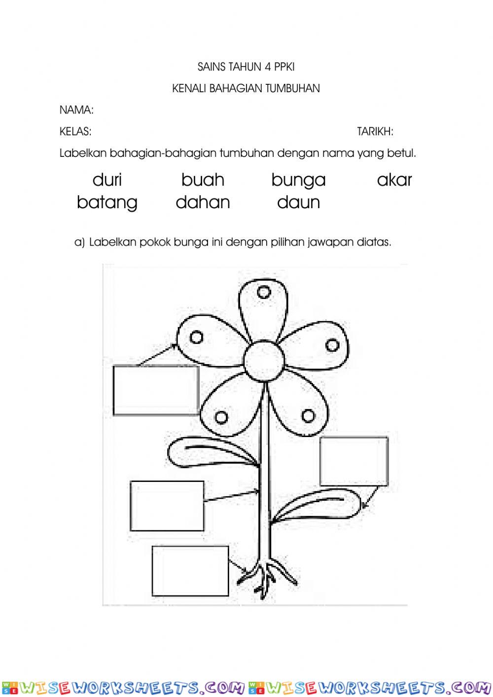 Bahagian tumbuhan