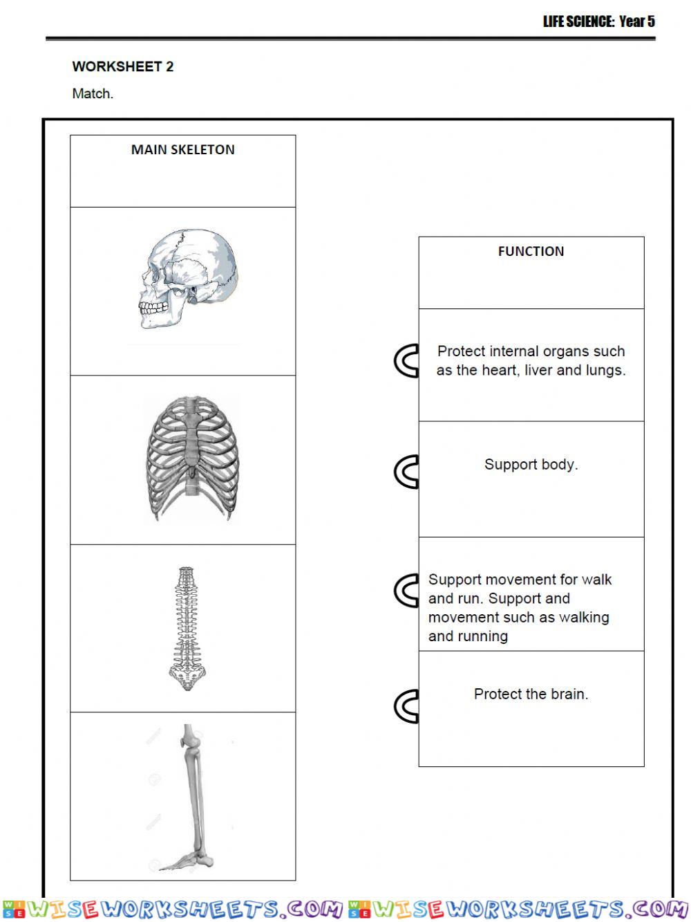 Human Skeletal System (2)
