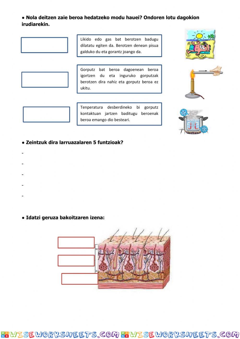 worksheet