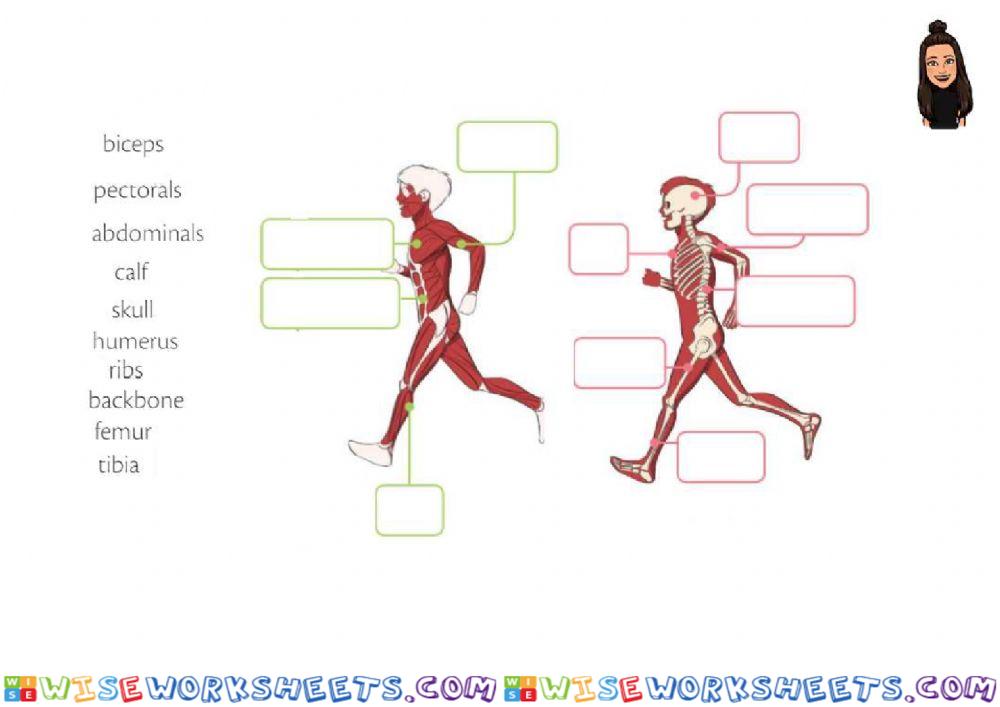 Musculoskeletal system