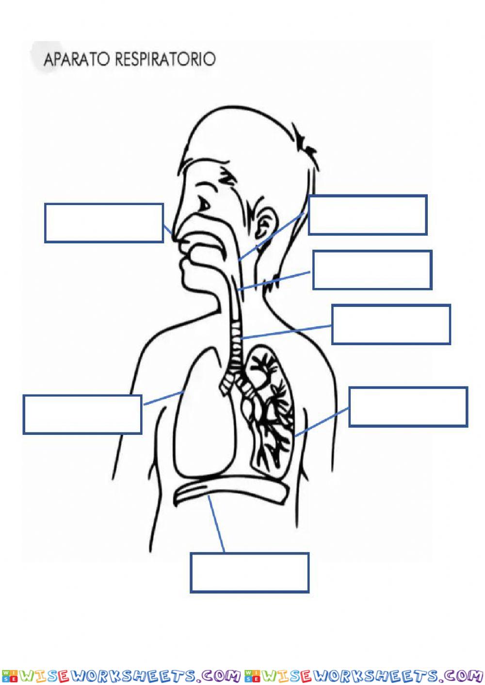 Aparato respiratorio