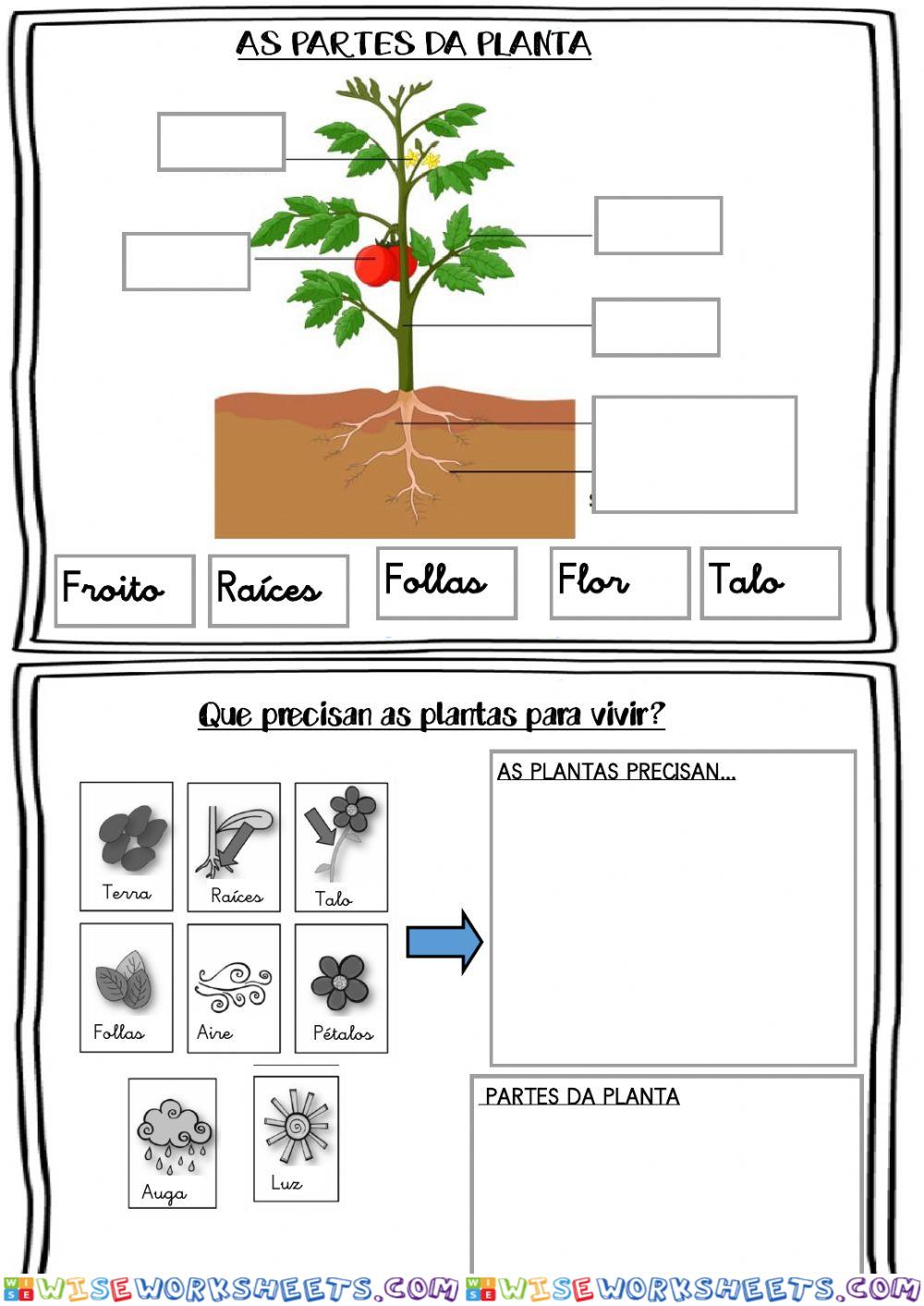 As plantas